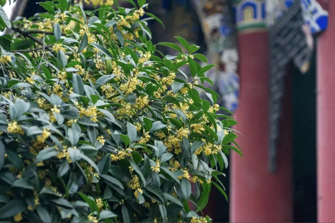 搜索量暴涨400%，“桂花经济”季节限定上新了！  